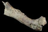 Hadrosaur Femur With Associate Crocodilian Tooth - Texas #88714-3